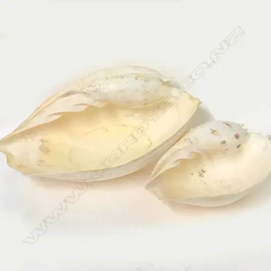 Two large cream-coloured Fijian Melo amphora (bailer) shells