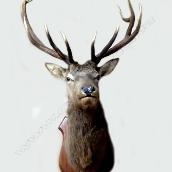 A taxidermy 10 pointer stag's head trophy