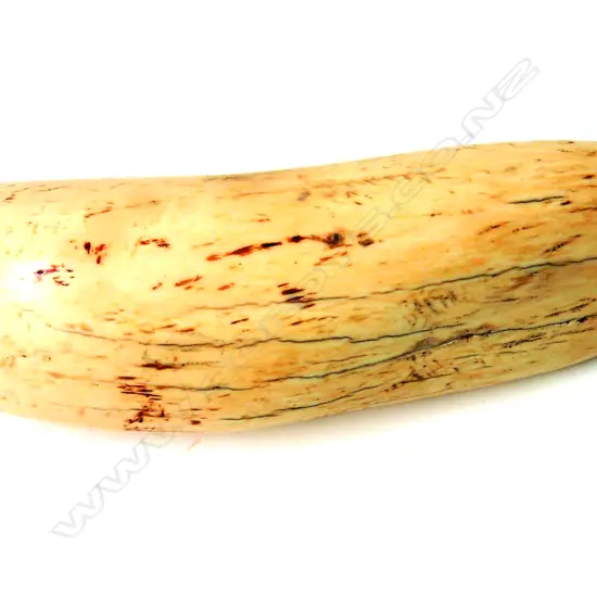 An old large sperm whale's tooth