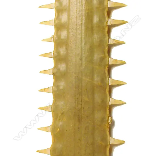 An old large sawfish bill