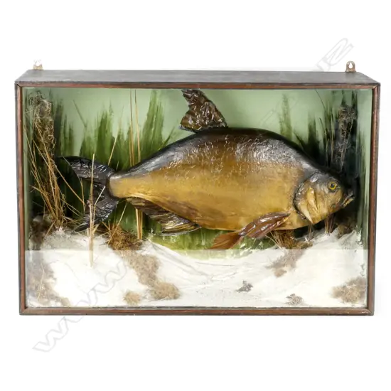 A Victorian taxidermied common bream sporting fish