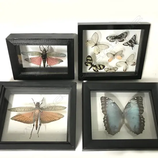 Four glazed double-sided display frames of butterflies and grasshoppers