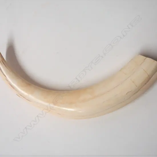 A small old hippopotamus tusk