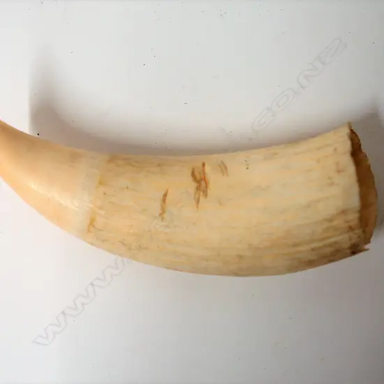 An old sperm whale tooth