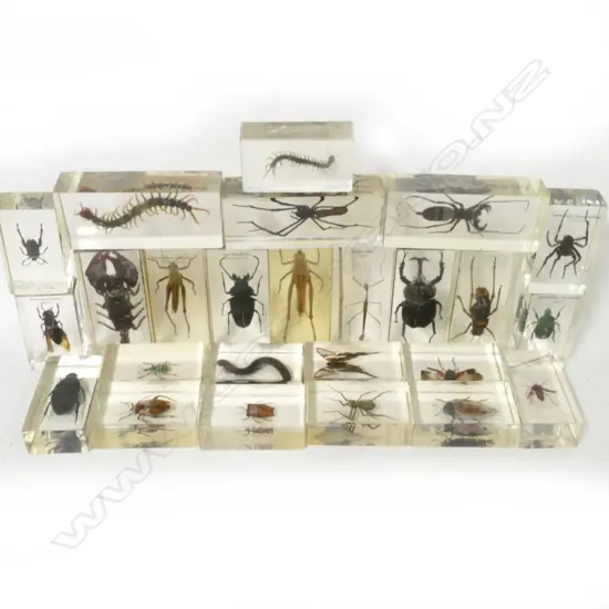 25 taxidermied insects