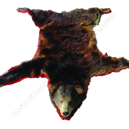 An American black bear skin with head