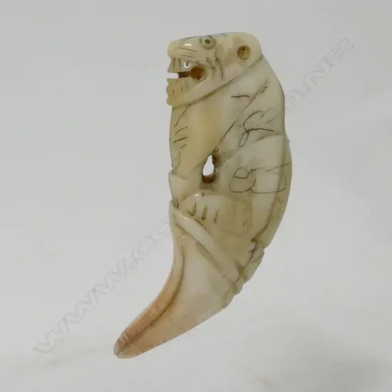 A polar bear incisor tooth