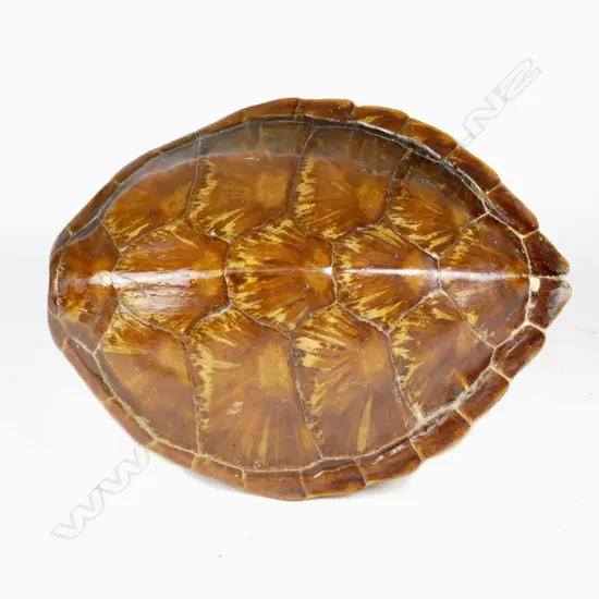 A vintage turtle shell