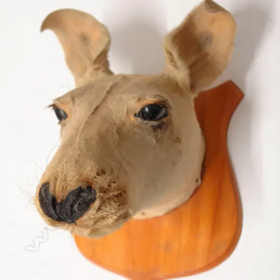 A vintage taxidermy kangaroo head