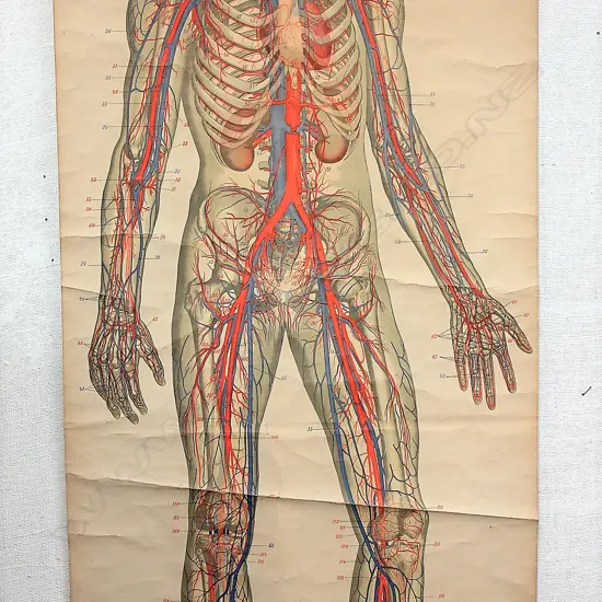 An early 20thC 'Frohse Life Size Anatomical Chart No. XVII. The Circulatory System'