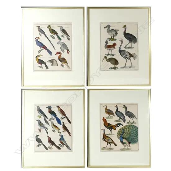 A set of four German hand coloured ornithological lithographs