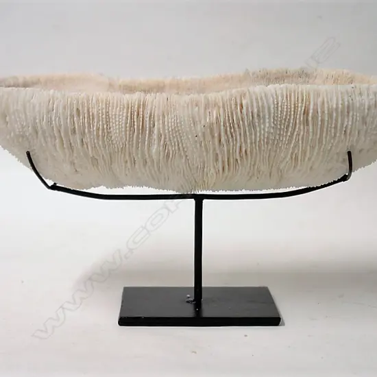 A large impressive oblong white tropical coral specimen