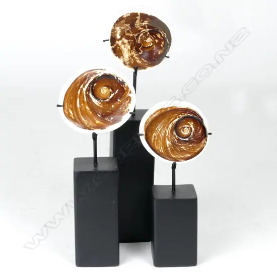 Three PNG 'Eye of Shiva' cat's eye shells