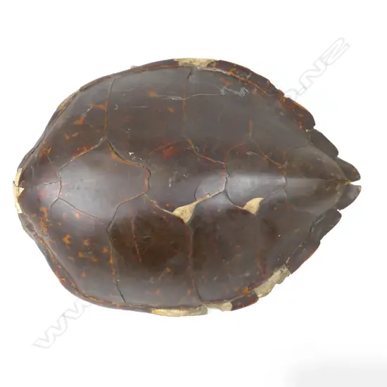 A large old turtle shell