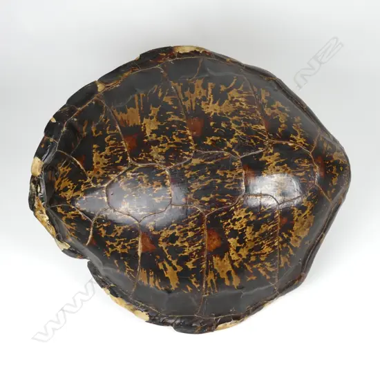 A large old polished turtle shell