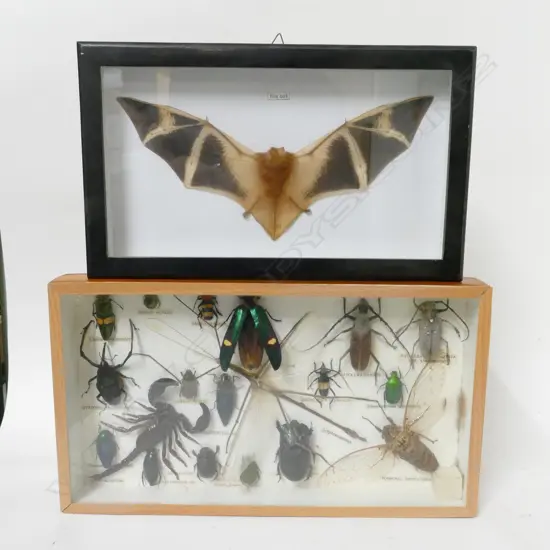 Two framed display specimens