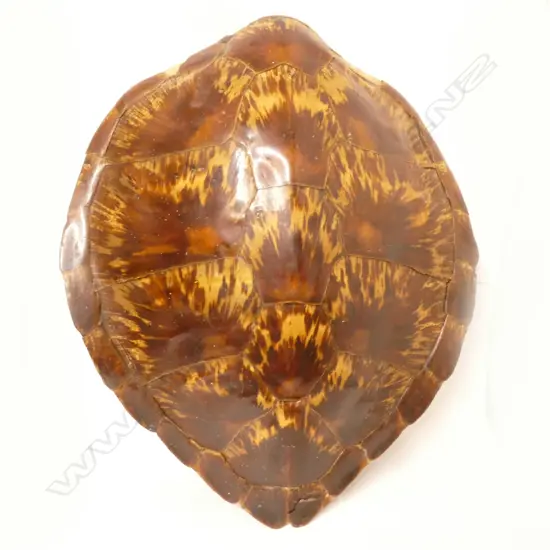 A large turtle shell