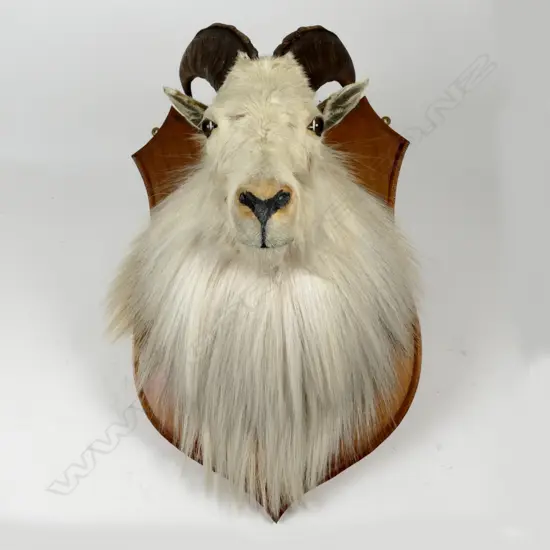 A taxidermy white mountain thar head and shoulder mount