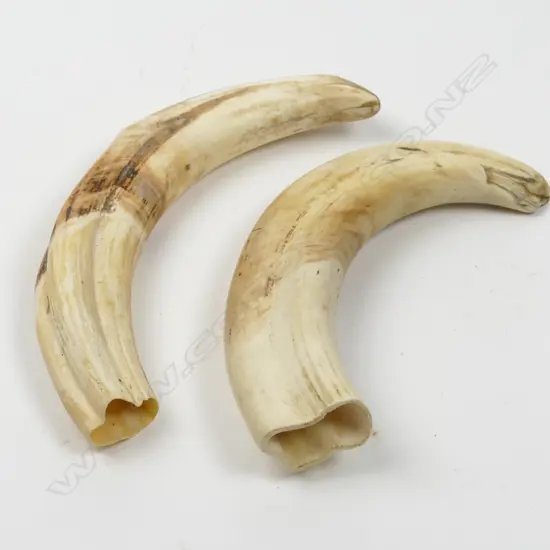 Two warthog tusks