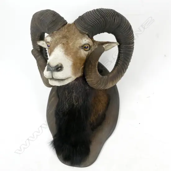 A good taxidermy shoulder mount Mouflon