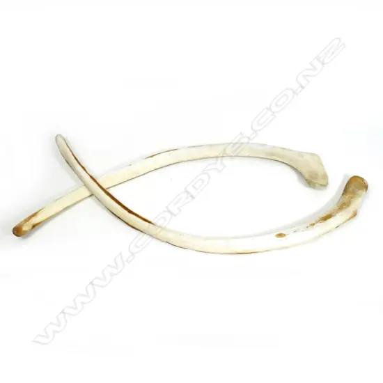 Two adult whale rib bones