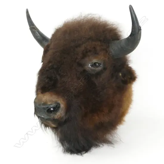 An impressive male American buffalo (bison) taxidermied head with full winter coat