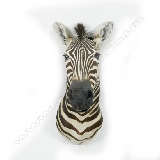 A good taxidermy Burchell's zebra head