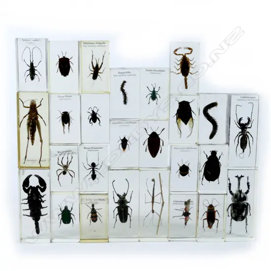Twenty-five taxidermy insects