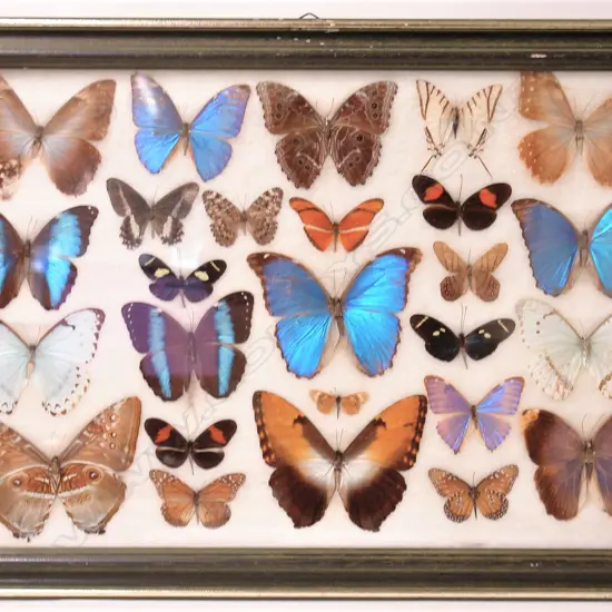 A large vintage framed display of 26 exotic butterflies