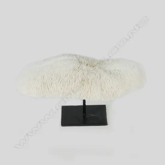 A piece of white mushroom form coral