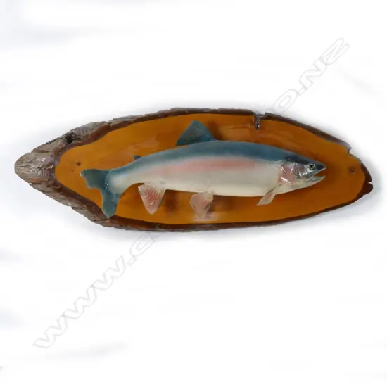 A taxidermy rainbow trout