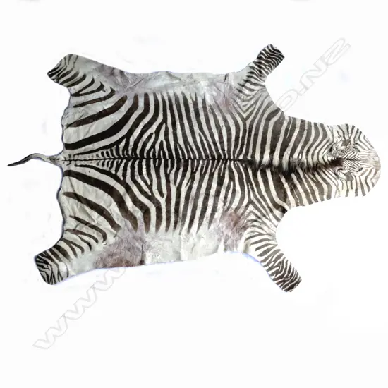 A Burchell's zebra skin