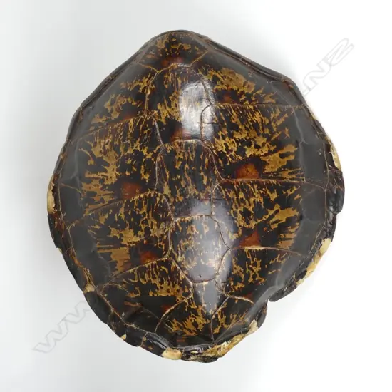 A large old polished turtle shell