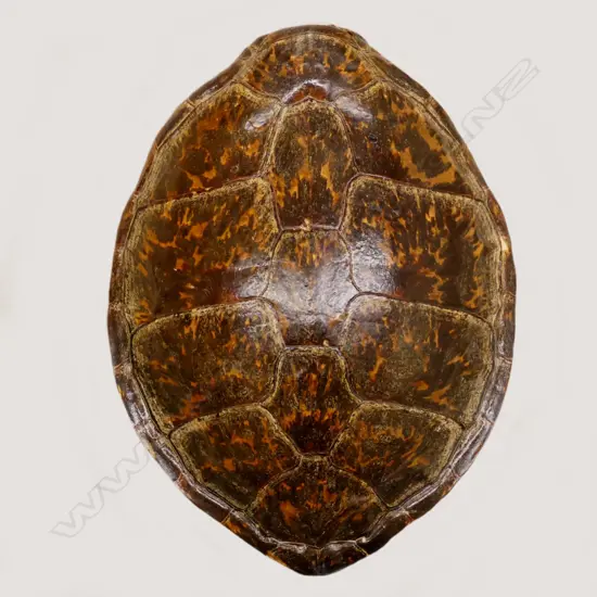 A large turtle shell