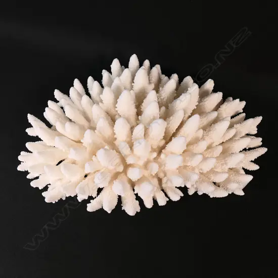An Acroporidae coral specimen,