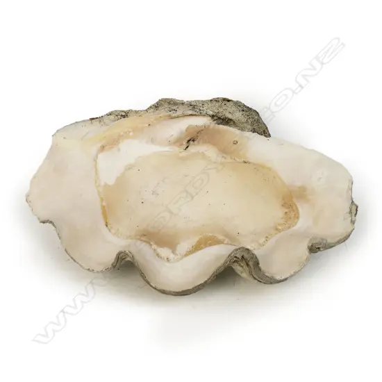 An old giant clam shell,