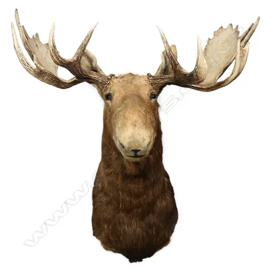 An impressive taxidermy Canadian moose head,