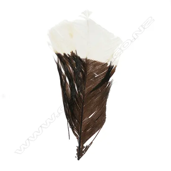 A rare and extinct huia shortened tail feather