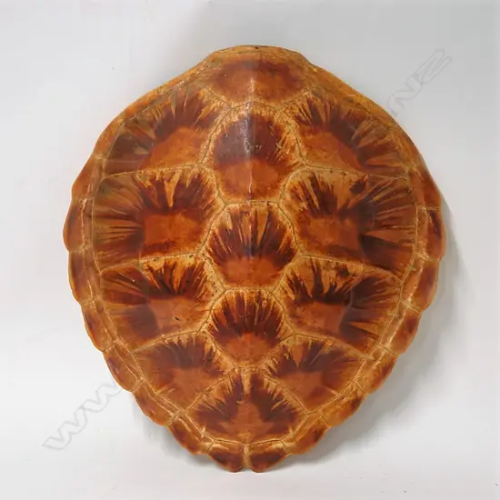 A vintage turtle shell