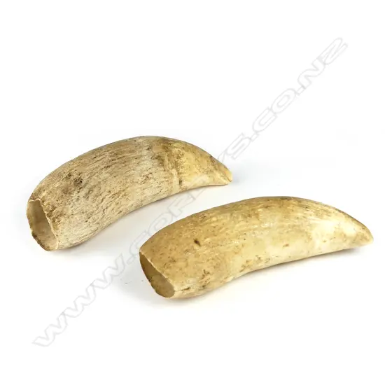 Two unpolished natural sperm whale teeth