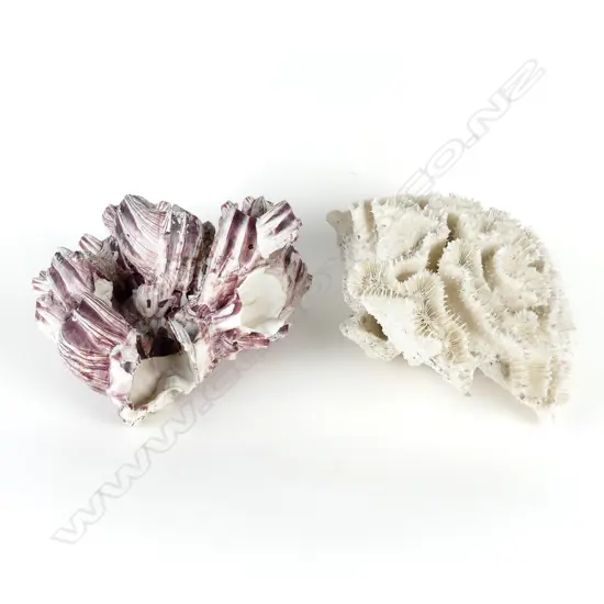 A piece of brain coral