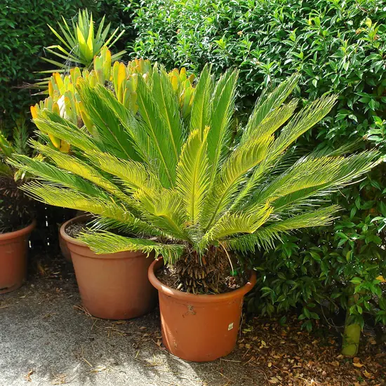 A large potted cycad plant