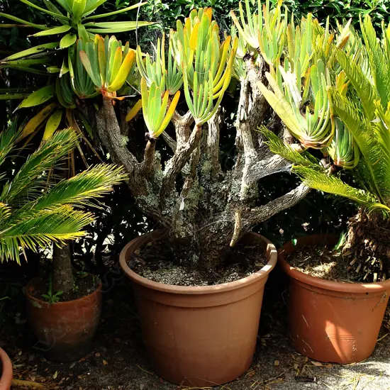 A mature aloe plicatilis potted plant