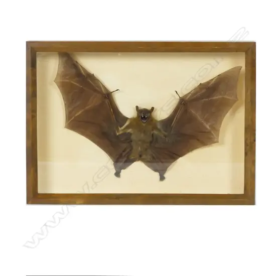 A taxidermied bat