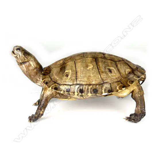 A vintage standing taxidermy tortoise