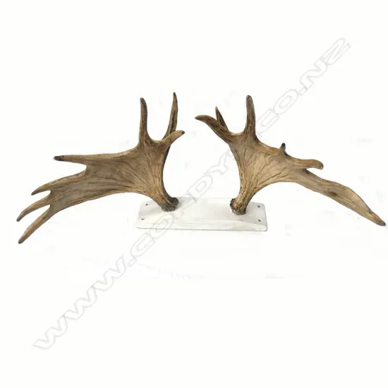 A pair of Elk antlers