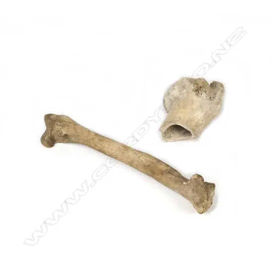 Two moa leg bones