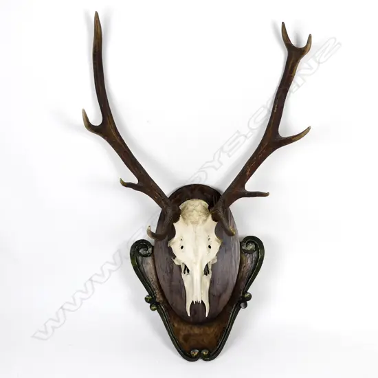 A set of deer antlers and part skull