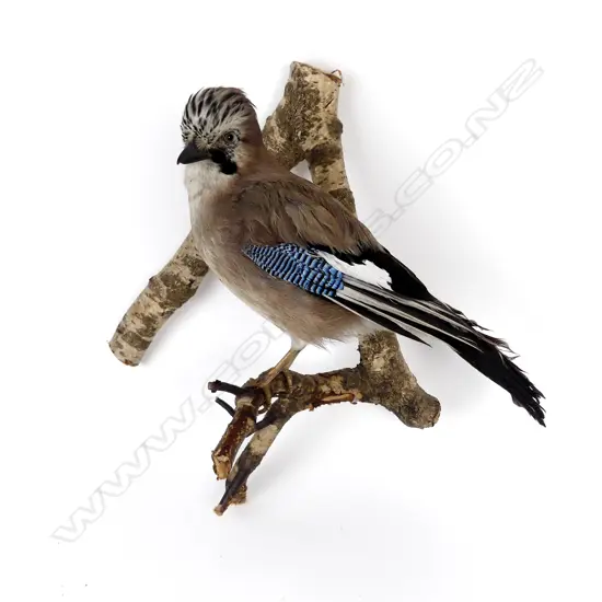 A taxidermied jay