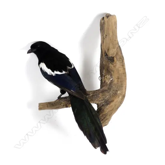 A taxidermied magpie